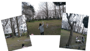 透過なづけさくら修正